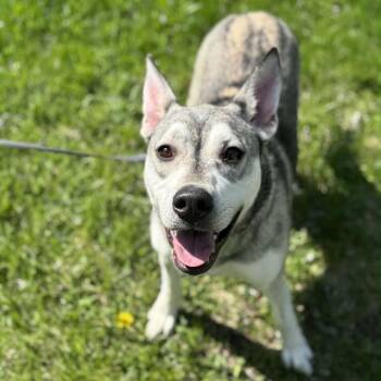 Rain -  Mixed Breed and Husky Dog for Adoption in Ashtabula, Ohio - Rain | PetCurious