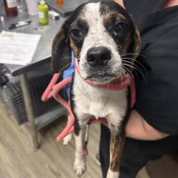 Ace -  Mixed Breed Dog for Adoption in Summerville, South Carolina - Ace | PetCurious
