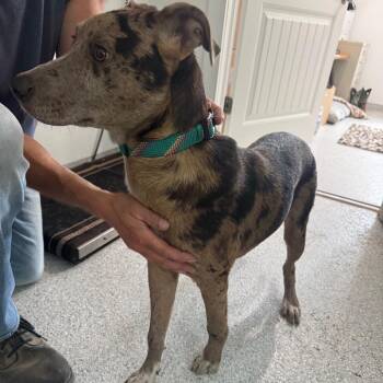 Raptor -  Catahoula Leopard Dog and Mixed Breed Dog for Adoption in Pineville, Missouri - Raptor | PetCurious
