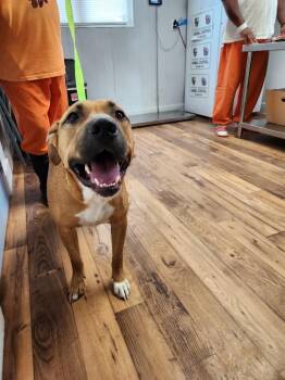 Buddy -  Staffordshire Bull Terrier and Mixed Breed Dog for Adoption in Fayetteville, Tennessee - Buddy | PetCurious