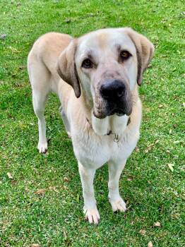 Rescue Anatolian Shepherd and Yellow Labrador Retriever Dogs for Adoption in El Segundo, California - Valentina | PetCurious