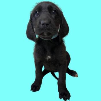 Coonhound and Terrier Dogs Available for Adoption - Esther | PetCurious