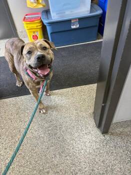 Pit Bull Terrier Dogs Available for Adoption in Van Wert, Ohio - Bahama Mama | PetCurious