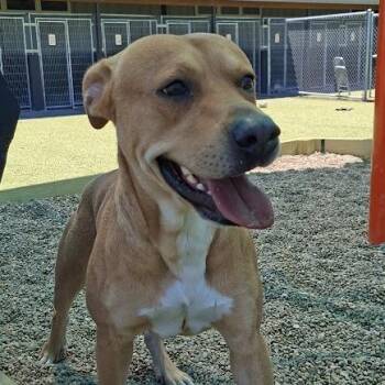 Lenny -  Pit Bull Terrier Dog for Adoption in Hannibal, Missouri - Lenny | PetCurious