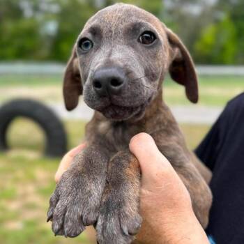 Brooks -  Mixed Breed Dog for Adoption in Clarksville, Tennessee - Brooks | PetCurious