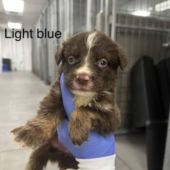 German Shepherd Dog Dogs Available for Adoption in Los Angeles, California - Axel A2262411 Light Blue | PetCurious