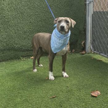 Ash -  Pit Bull Terrier Dog for Adoption in Oak Point, Texas - Ash | PetCurious