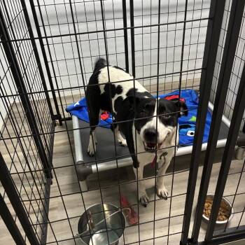 Labrador Retriever Dogs Available for Adoption - Delightful | PetCurious