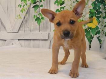 MIRABEL -  Black Mouth Cur and Mixed Breed Dog for Adoption in Oroville, California - MIRABEL | PetCurious