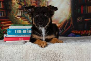 Winnie (the Pooh) -  German Shepherd Dog Dog for Adoption in Avon, Connecticut - Winnie (the Pooh) | PetCurious