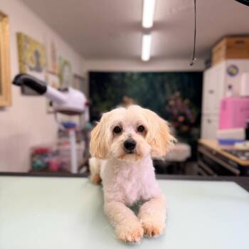 Mixed Breed Dogs Available for Adoption in Pacific Grove, California - Benji | PetCurious