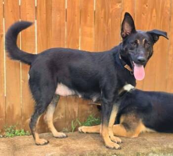 Bella -  German Shepherd Dog Dog for Adoption in Greeneville, Tennessee - Bella | PetCurious