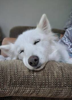 Rescue Pomsky Dogs for Adoption in Schnecksville, Pennsylvania - JOSIE | PetCurious