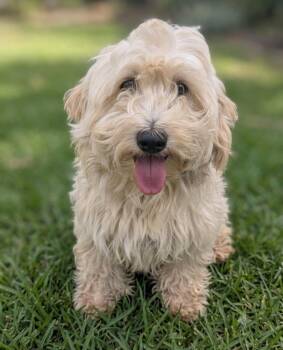 Coping -  Terrier and Poodle Dog for Adoption in Ramona, California - Coping | PetCurious