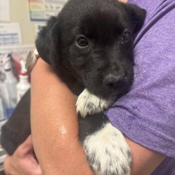Mixed Breed Dogs Available for Adoption in Tulsa, Oklahoma - Conner | PetCurious