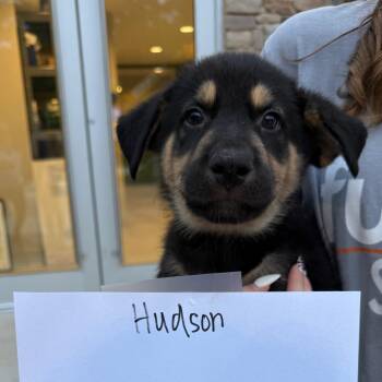 Hudson 22761 -  Shepherd and Husky Dog for Adoption in Cumming, Georgia - Hudson 22761 | PetCurious