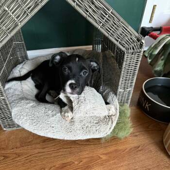 Rescue Mixed Breed Dogs for Adoption in Fredericksburg, Virginia - Soul Warden | PetCurious