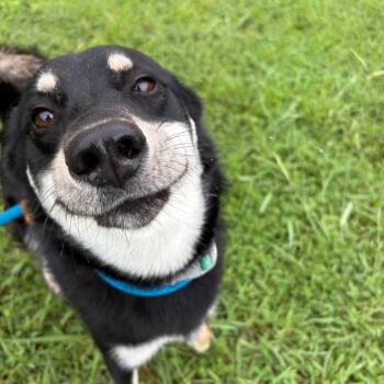 Jiminy Cricket -  Siberian Husky and Mixed Breed Dog for Adoption in Chesapeake, Virginia - Jiminy Cricket | PetCurious