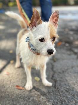 Terrier Dogs Available for Adoption - OLIVER | PetCurious