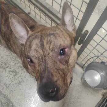 Woofie - Stray Hold 7/20 -  Mixed Breed Dog for Adoption in Huntington, West Virginia - Woofie - Stray Hold 7/20 | PetCurious