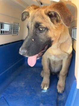 Prismo -  Shepherd and Mixed Breed Dog for Adoption in Fresno, California - Prismo | PetCurious