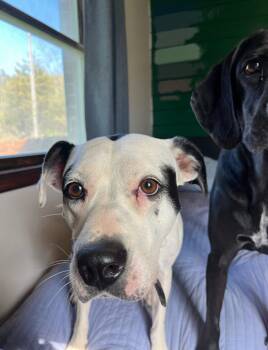 Rescue Mixed Breed Dogs for Adoption in Blacksburg, Virginia - Maize | PetCurious