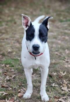 Rescue Mixed Breed Dogs for Adoption in Taghkanic, New York - Petey | PetCurious