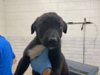 Rescue German Shepherd Dog and Siberian Husky Dogs for Adoption in San Bernardino, California - GILLIGAN | PetCurious