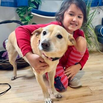 Carolina Dog and Chihuahua Dogs Available for Adoption - Buddy Reid | PetCurious