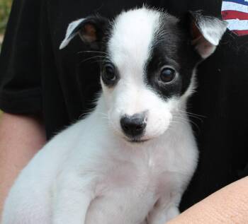 Terrier Dogs Available for Adoption in Prattville, Alabama - Judge Faith 43405 | PetCurious