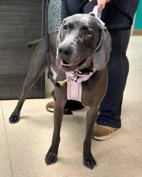 Holli -  Weimaraner Dog for Adoption - Holli | PetCurious