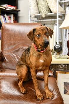Plott Hound and Hound Dogs Available for Adoption in Fairhope, Alabama - Vivi | PetCurious