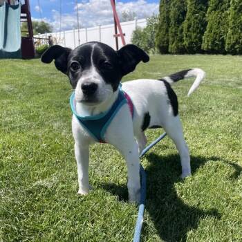 Mabel -  Chihuahua and Mixed Breed Dog for Adoption in Tacoma, Washington - Mabel | PetCurious