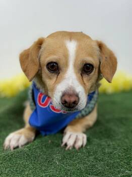 Dachshund and Chihuahua Dogs Available for Adoption in Carlsbad, California - Vicent | PetCurious