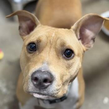 Gigi -  Pit Bull Terrier Dog for Adoption in Sacramento, California - Gigi | PetCurious