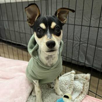 Cattle Dog and Chihuahua Dogs Available for Adoption - Joe | PetCurious