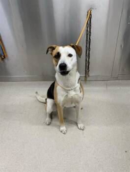 TOVA -  Husky and Pit Bull Terrier Dog for Adoption in Fairbanks, Alaska - TOVA | PetCurious