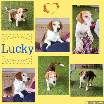 Beagle Dogs Available for Adoption - Lucky | PetCurious