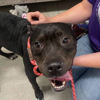 Rescue Pit Bull Terrier Dogs for Adoption in Des Moines, Iowa - Claris | PetCurious