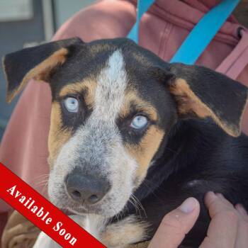 Bernie -  Australian Shepherd and German Shepherd Dog Dog for Adoption in Huntley, Illinois - Bernie | PetCurious