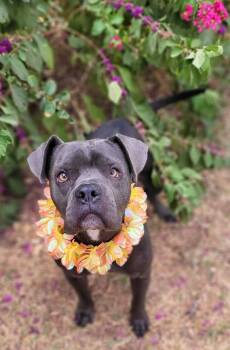 Bella -  American Bully Dog for Adoption in Vernon, Texas - Bella | PetCurious