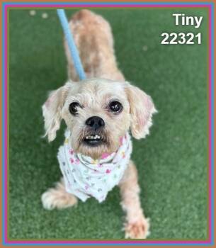 TINY -  Spaniel and Shih Tzu Dog for Adoption in Marietta, Georgia - TINY | PetCurious