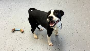 Rescue Terrier Dogs for Adoption in Senatobia, Mississippi - Tate | PetCurious