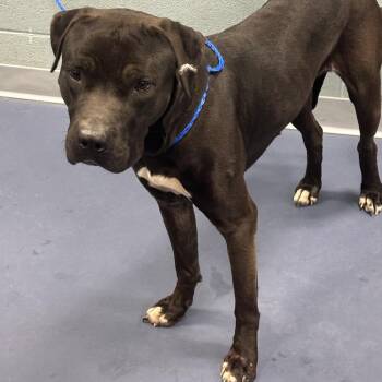 Pit Bull Terrier Dogs Available for Adoption in Greensboro, North Carolina - Alfred | PetCurious