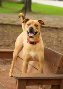 Noble 56961 -  Mixed Breed Dog for Adoption in Aiken, South Carolina - Noble 56961 | PetCurious