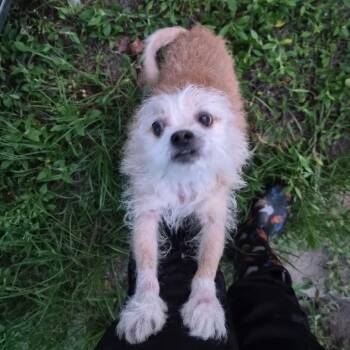 Buffy -  Chihuahua and Terrier Dog for Adoption in Beulaville, North Carolina - Buffy | PetCurious