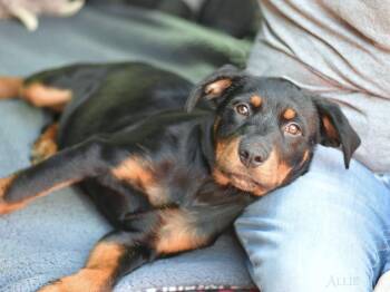 Allie Mae -  Labrador Retriever Dog for Adoption in The Woodlands, Texas - Allie Mae | PetCurious