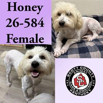 Honey -  Golden Retriever and Standard Poodle Dog for Adoption in Georgetown, Kentucky - Honey | PetCurious
