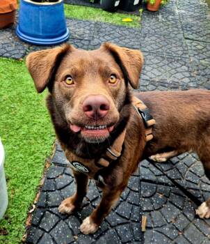 Chocolate Labrador Retriever Dogs Available for Adoption in New Castle, Pennsylvania - Rex | PetCurious