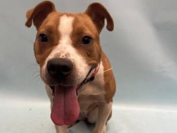 Yams -  Terrier and Mixed Breed Dog for Adoption in Golden Valley, Minnesota - Yams | PetCurious